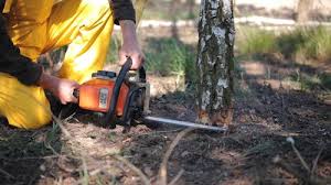 Lawn Renovation and Restoration in Middlebury, IN